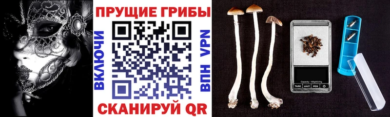 где купить наркоту  mega   Галлюциногенные грибы Psilocybine cubensis  Тихвин 